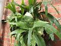 Staghorn Fern / Platycerium species 